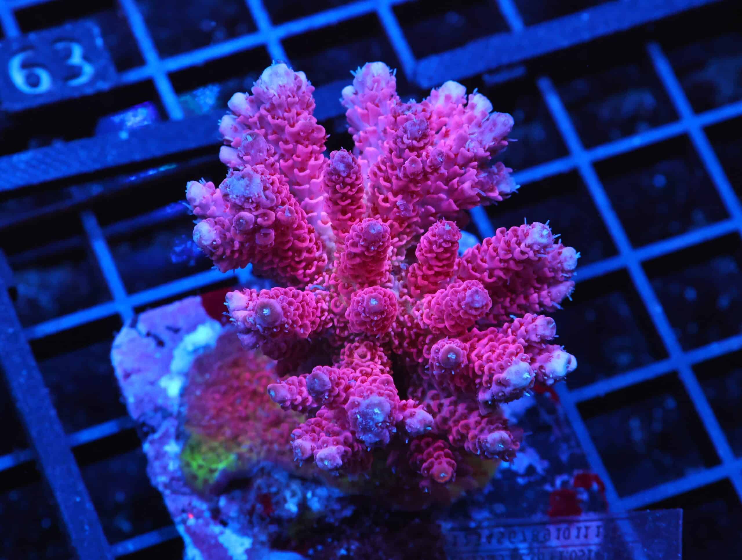 E58 - INDO ACRO RASPBERRY MILLE CULTURED