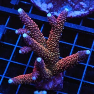 E81 - INDO ACRO RAINBOW STAG CULTURED
