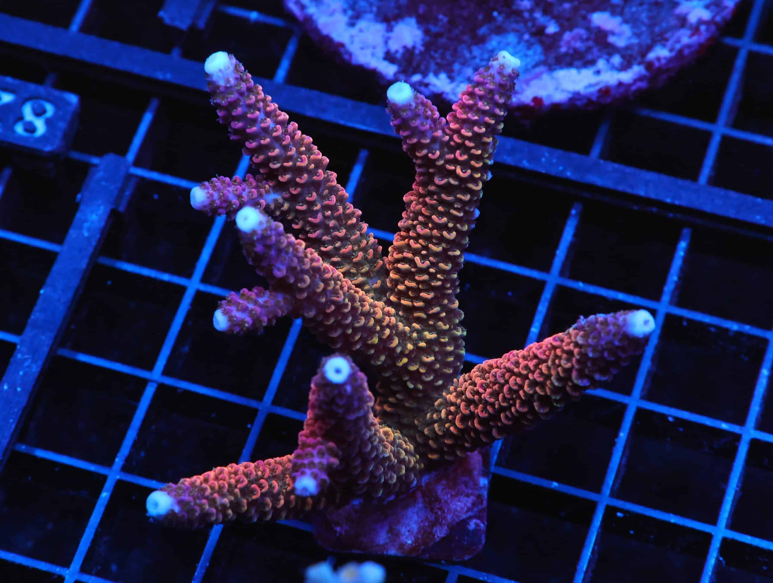 E81 - INDO ACRO RAINBOW STAG CULTURED
