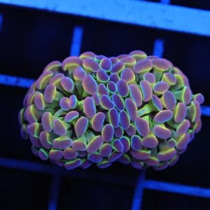 D92 - INDO HAMMER BRANCH TRUE HOLOGRAM 2 HEAD