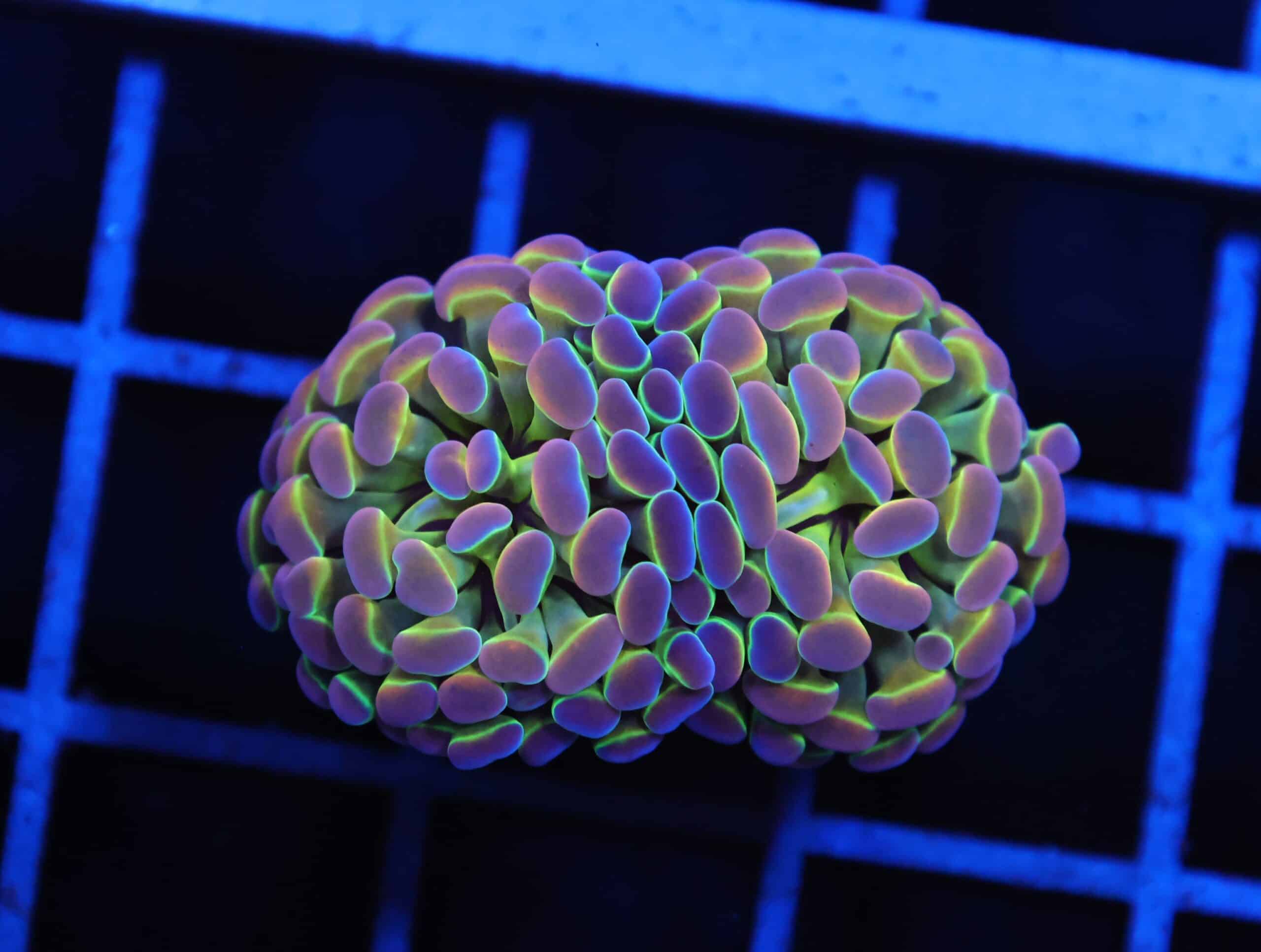 D92 - INDO HAMMER BRANCH TRUE HOLOGRAM 2 HEAD