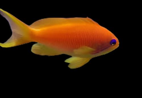 Anthias: Orange (Blue Eye); Fem