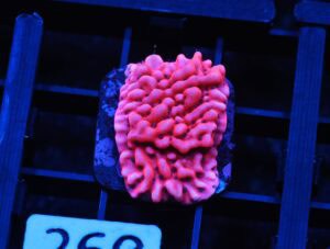 C260 - SDC LAVA LAMP MONTIPORA