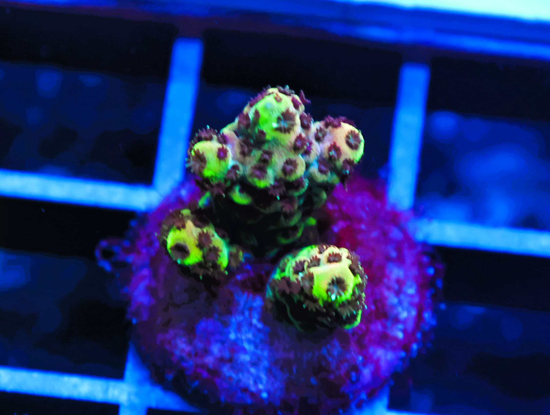 C32 - SDC ACROPORA ASST. PREMIUM