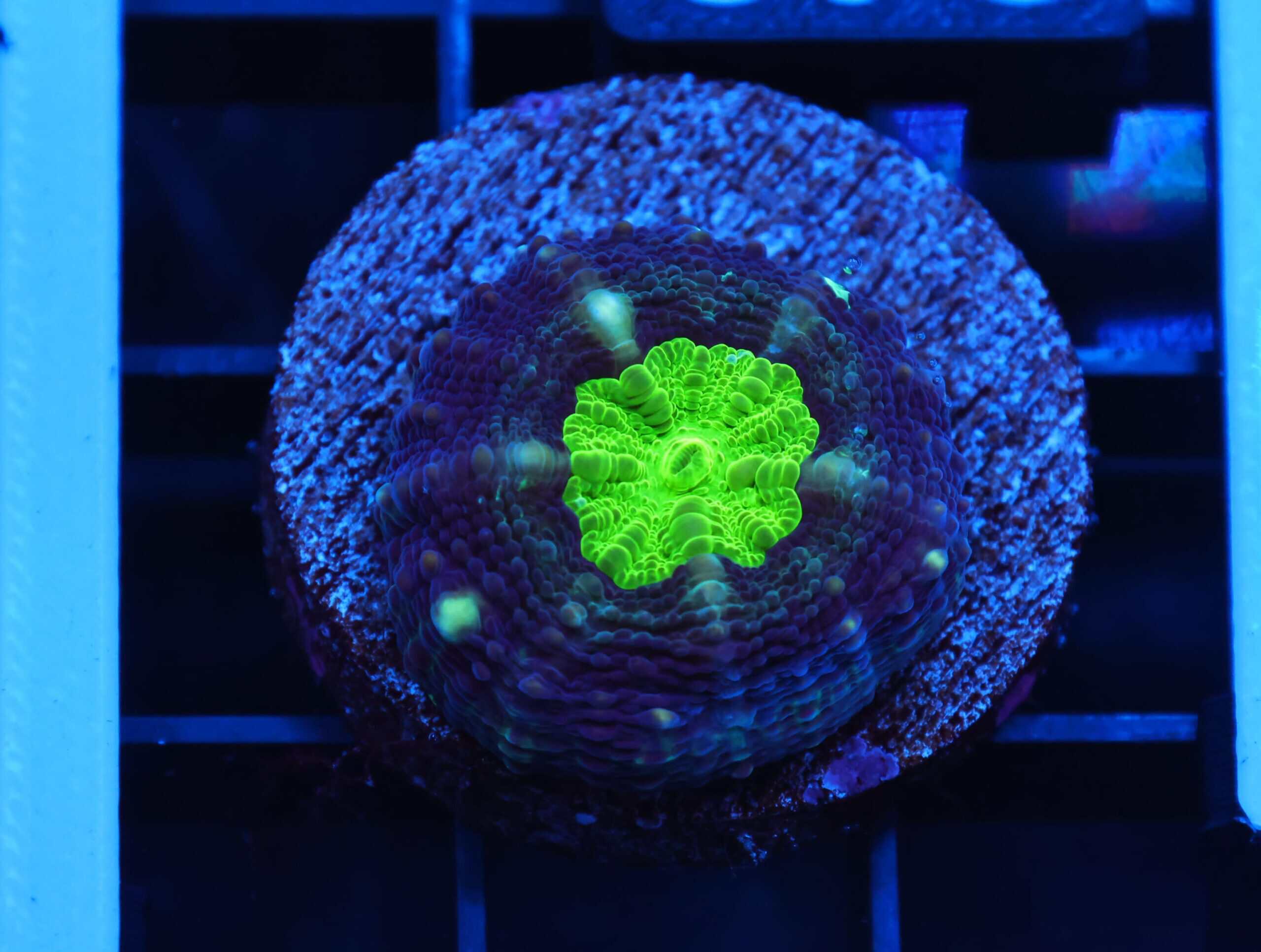 C342 - ALMOST WYSIWYG - CAPTIVE SPAWNED LOBO AUSTRALIA GREEN