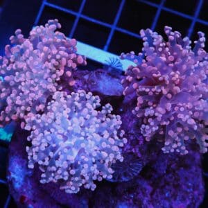 D50 - INDO FROGSPAWN BRANCH ORANGE 3 HEAD