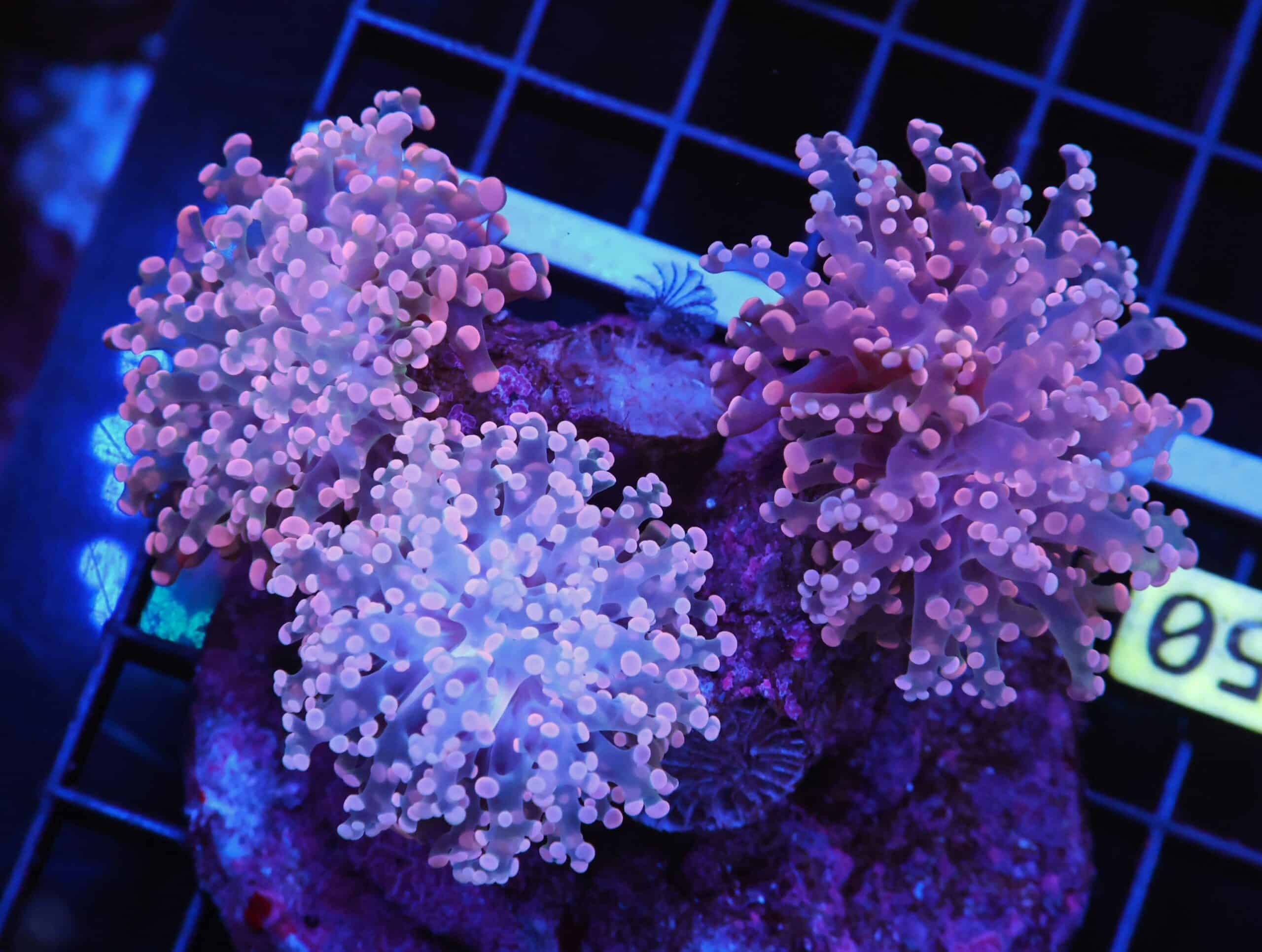 D50 - INDO FROGSPAWN BRANCH ORANGE 3 HEAD