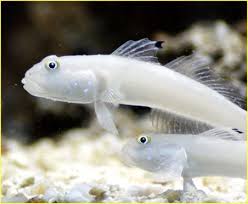 White Sleeper Goby - Valenciennea sexguttata