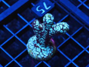 C75 - SDC MR FREEZE LEPTOSERIS - ANTLERS