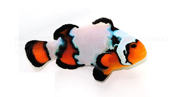 Clown: Black Ice Ocellaris; C.B.