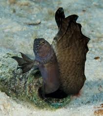Blenny: Hatian Tube; Atl.