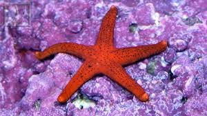 Starfish: Red (Fromia)
