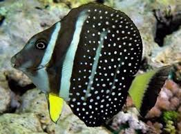 Tang: Guttatus