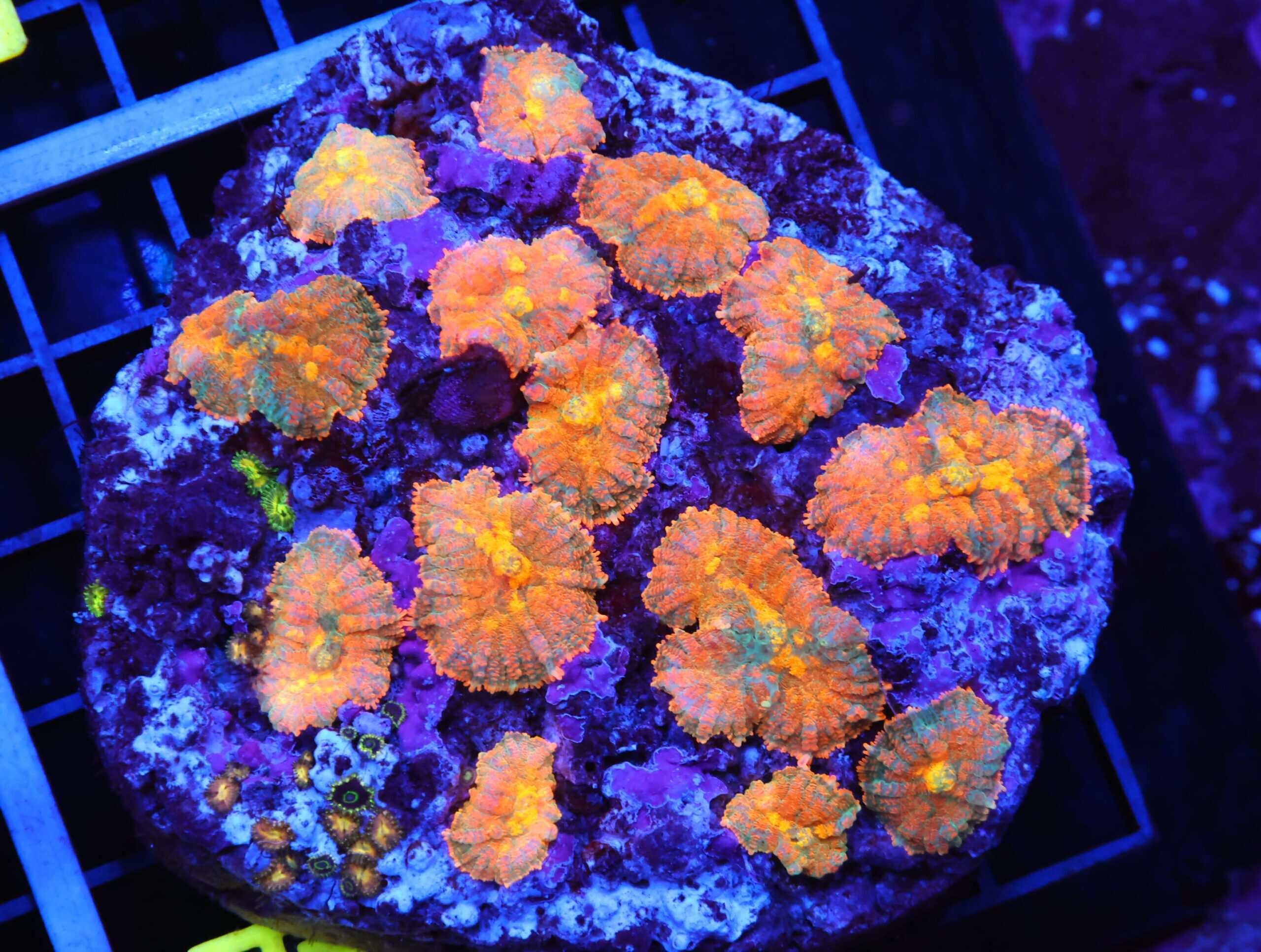 B55 -FLORDIA ORANGE RHODACTIS MUSHROOM