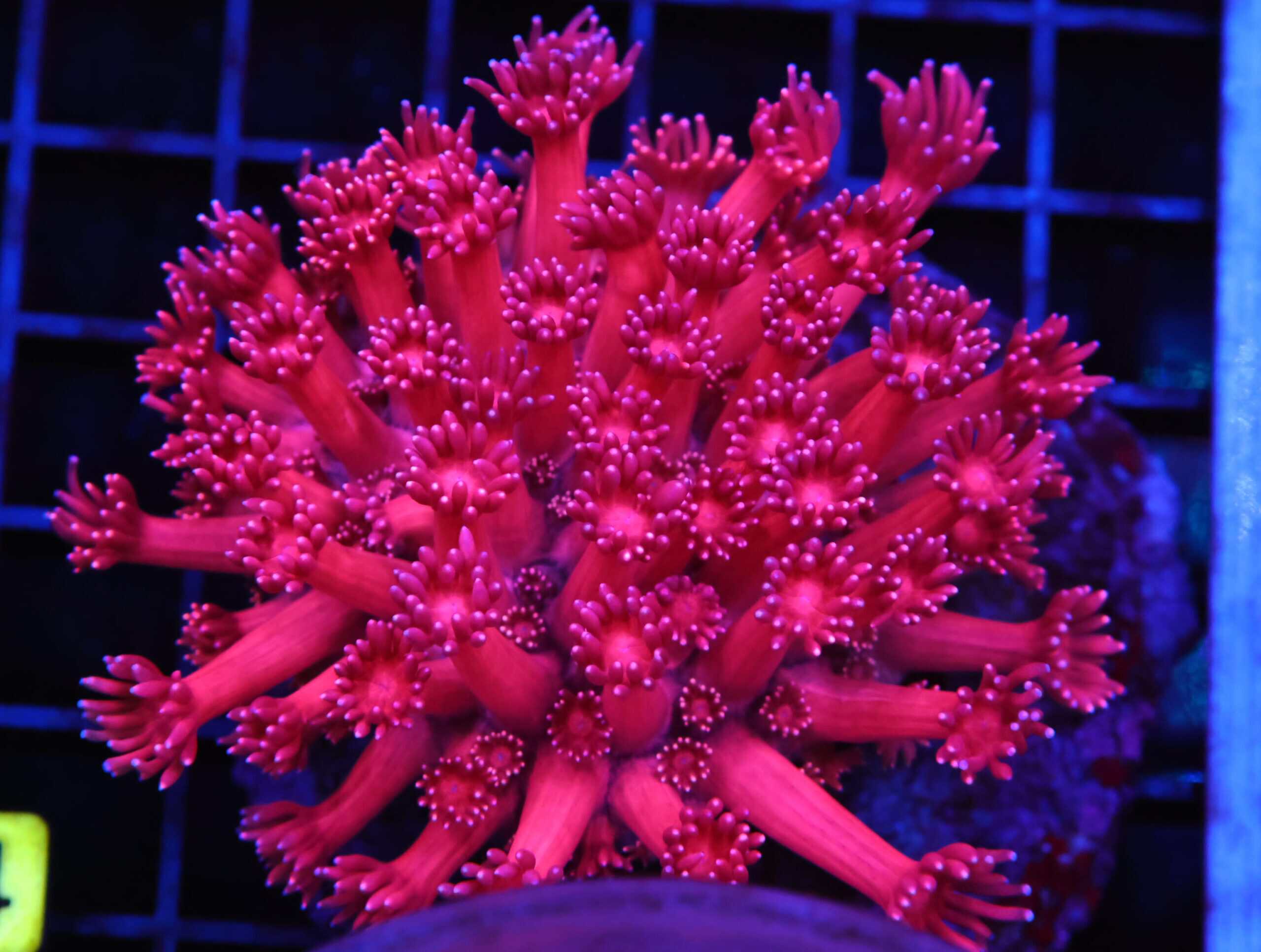B64 -INDO HOT PINK GONIOPORA