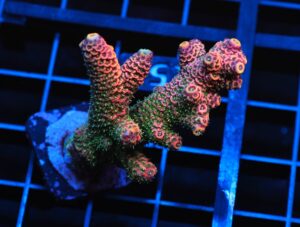 C155 - SDC ACROPORA ASST. PREMIUM XL FRAG