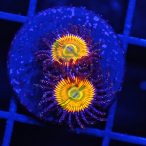 C225 - SDC SUNNY D ZOA