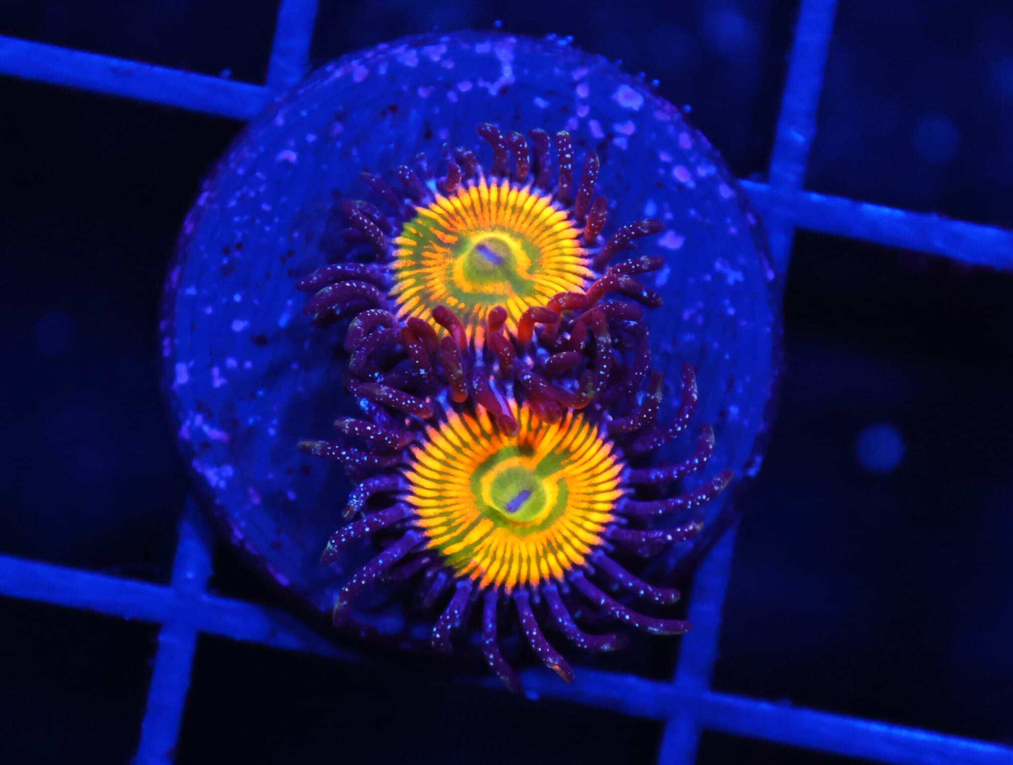 C225 -