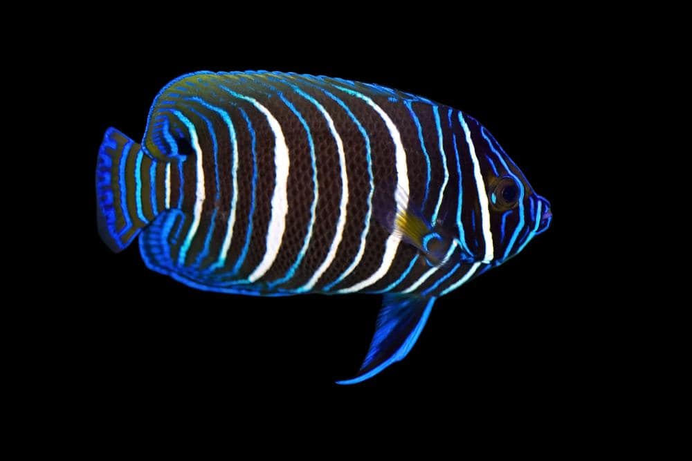 Angel: Blueface; Juv