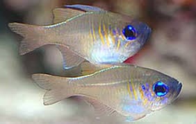 Glass Cardinal - Apogon leptacanthus