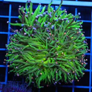 J90 - INDO TORCH GREEN VARIANT 4 HEAD