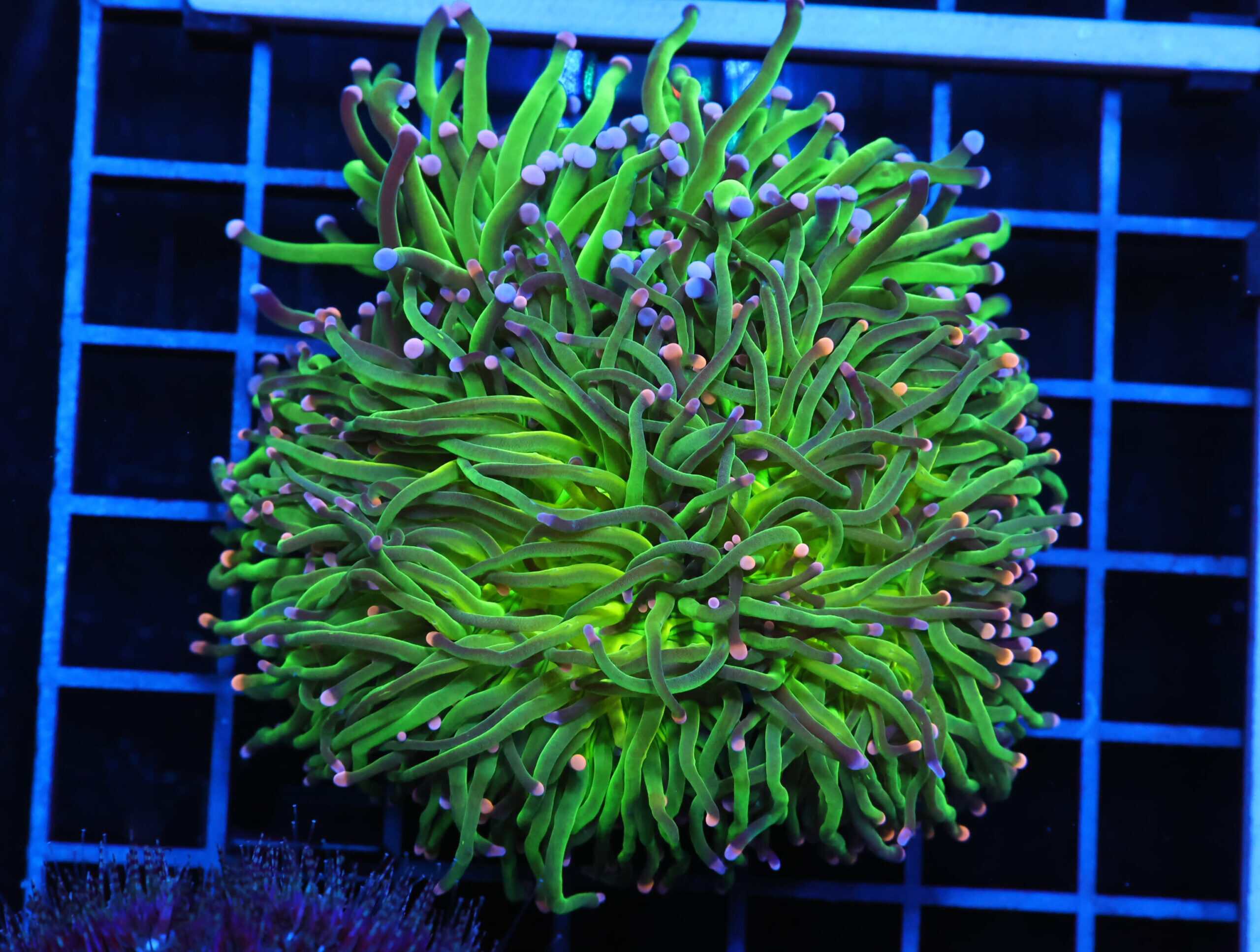 J90 - INDO TORCH GREEN VARIANT 4 HEAD