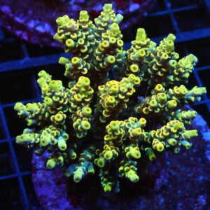 E19 - INDO ACRO YELLOW PREMIUM CULTURED