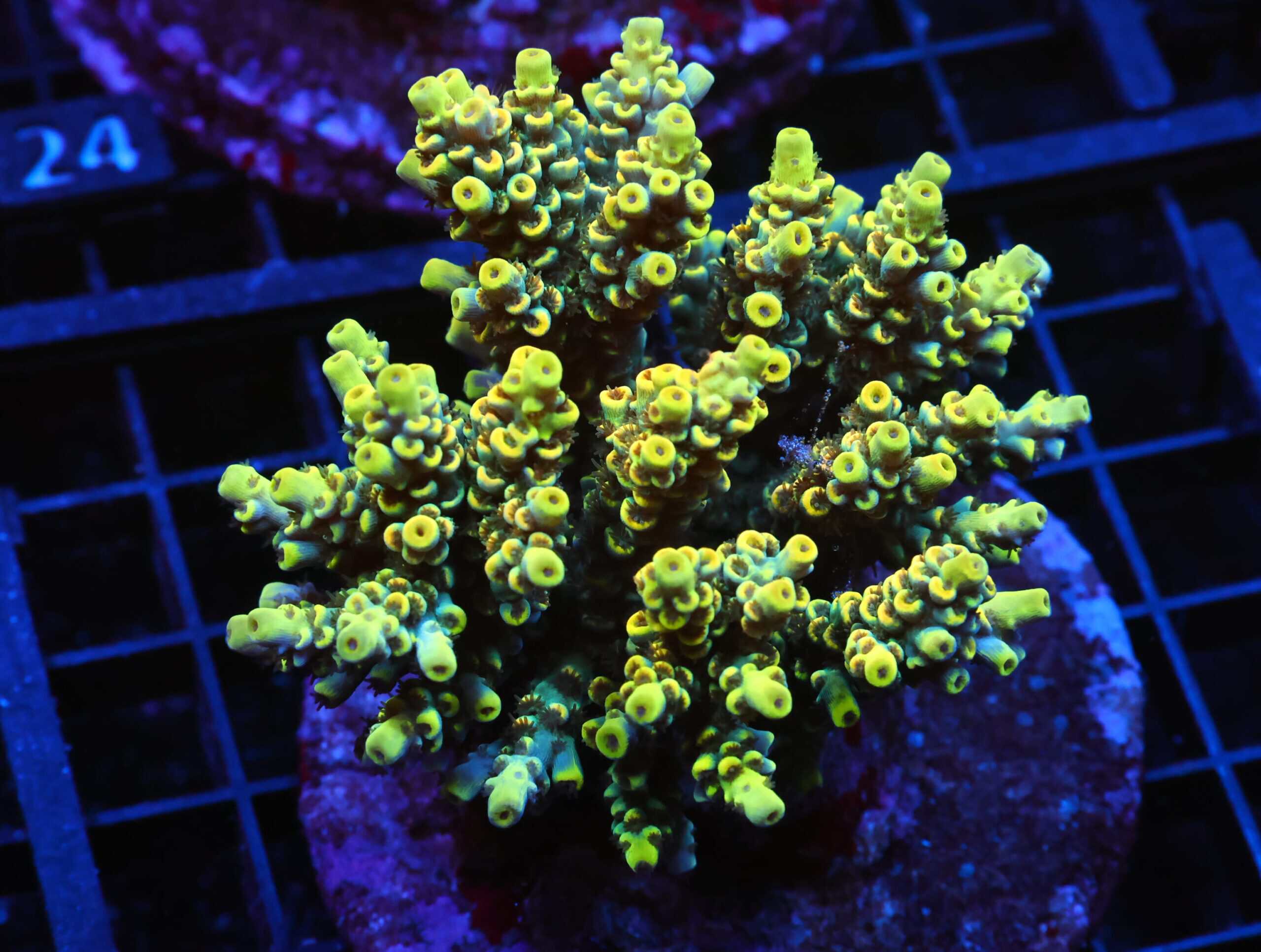 E19 - INDO ACRO YELLOW PREMIUM CULTURED