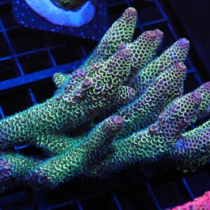 E20 - AUSSIE ACRO DRAGONSCALE SPATHULATA