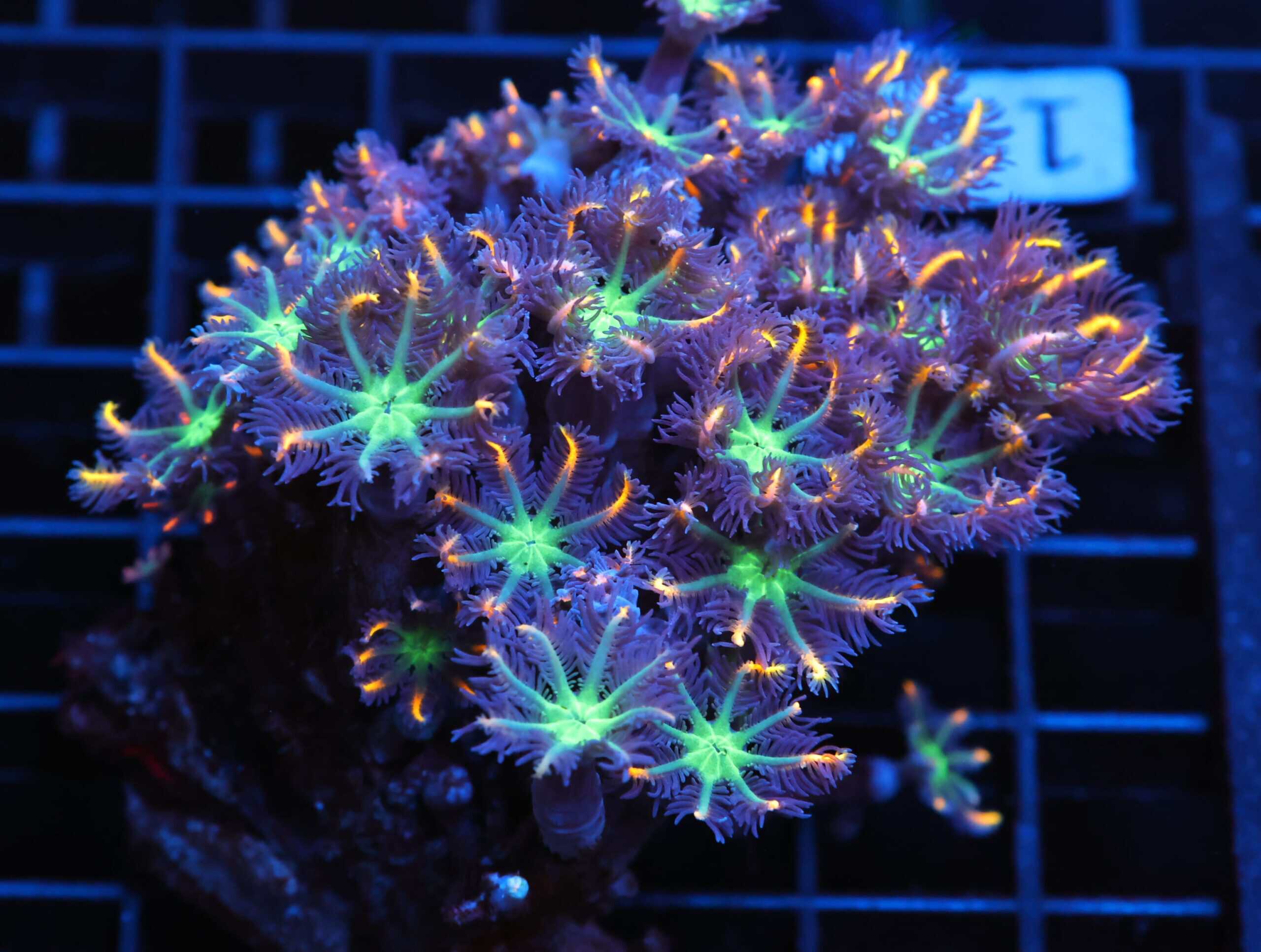 J119 - INDO GLOVE POLYP FIREWORKS