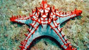 African Starfish; Red; I.O. - Protoreaster linckii