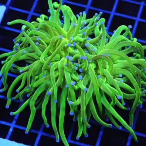 D73 - INDO TORCH GREEN VARIANT 2 HEAD
