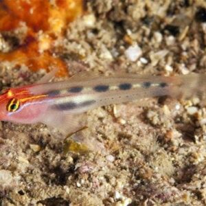 Goby: Red Cap; C.B.