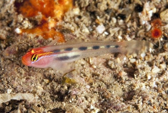 Goby: Red Cap; C.B.