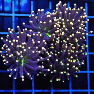 D93 - INDO TORCH BLACK LIGHT 4 HEAD