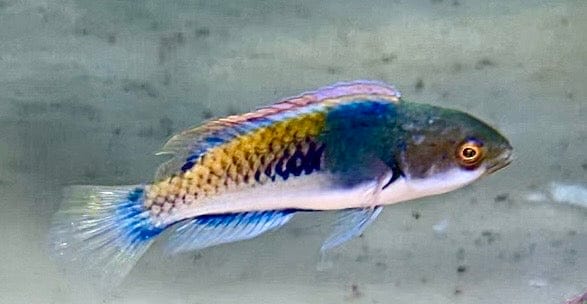 Purple Scale Fairy Wrasse; Male - Cirrhilabrus lyukyuensis