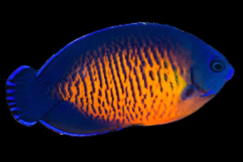 Coral Beauty Angel; Marshall Island - Centropyge bispinosus