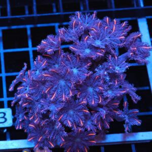 J113 - INDO GLOVE POLYP FIREWORKS