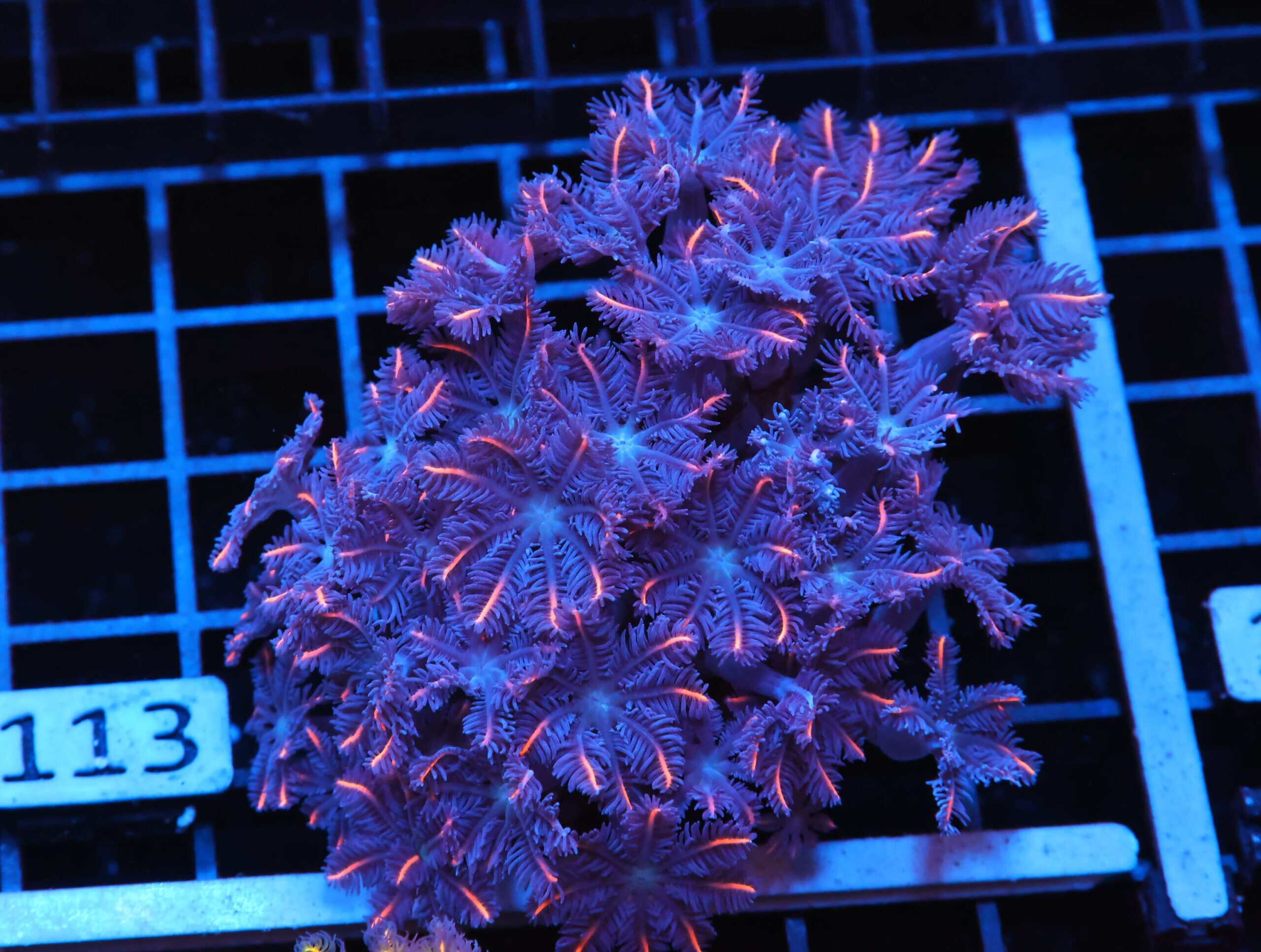 J113 - INDO GLOVE POLYP FIREWORKS
