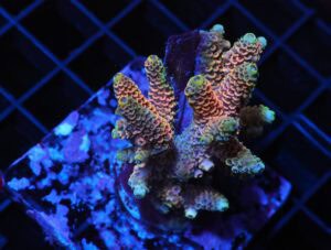 E105 - INDO ACRO RAINBOW MILLE CULTURED