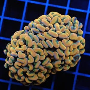 J86 - INDO HAMMER BRANCHING RAINBOW 2 HEAD