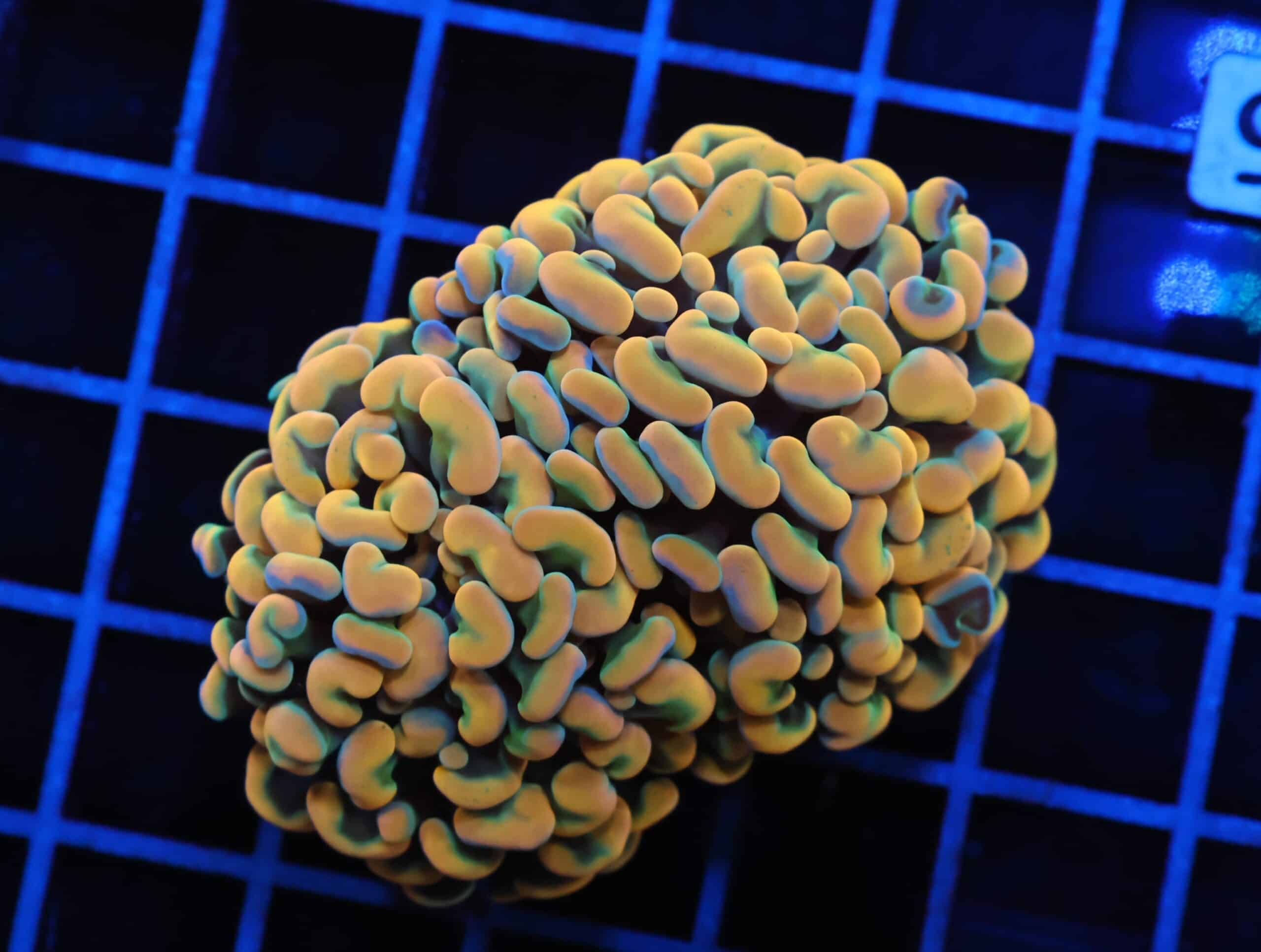 J86 - INDO HAMMER BRANCHING RAINBOW 2 HEAD