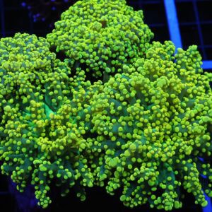 D43 - INDO FROGSPAWN BRANCH GAMMA RAY 4 HEAD