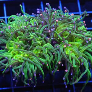 D60 - INDO TORCH GREEN VARIANT 2 HEAD