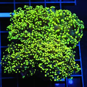 J10 - INDO FROGSPAWN BRANCH GAMMA RAY 4 HEAD