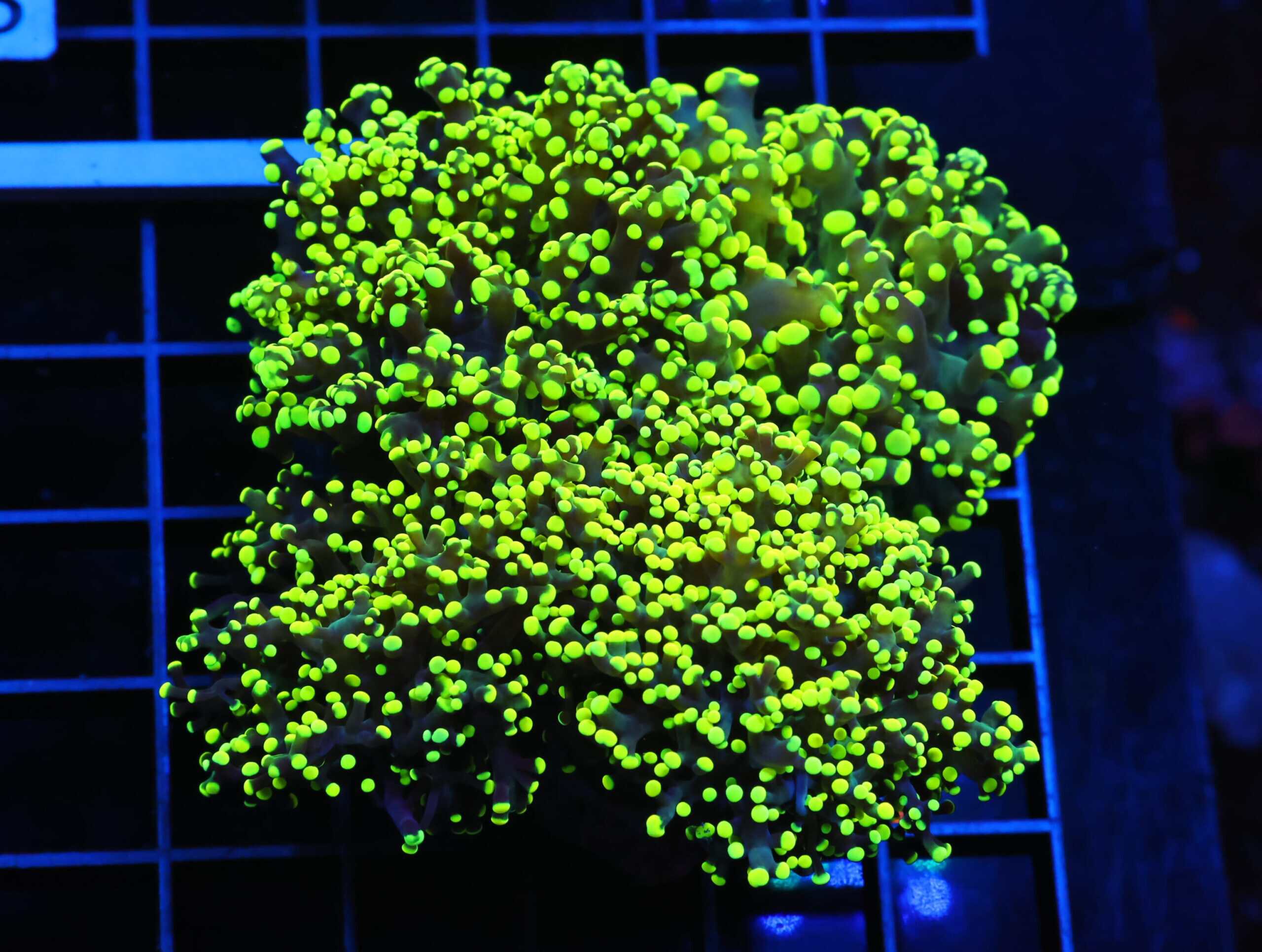 J10 - INDO FROGSPAWN BRANCH GAMMA RAY 4 HEAD