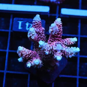 E141 - INDO ACRO PINK MILLE CULTURED