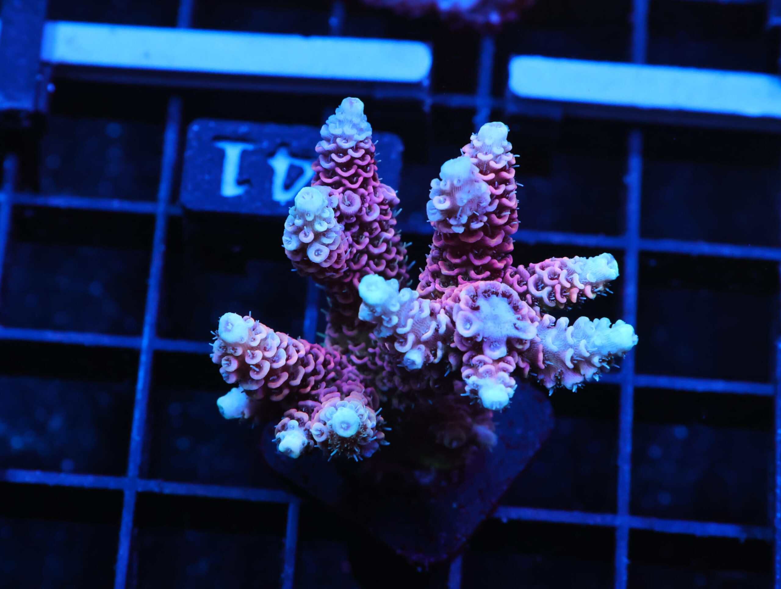 E141 - INDO ACRO PINK MILLE CULTURED
