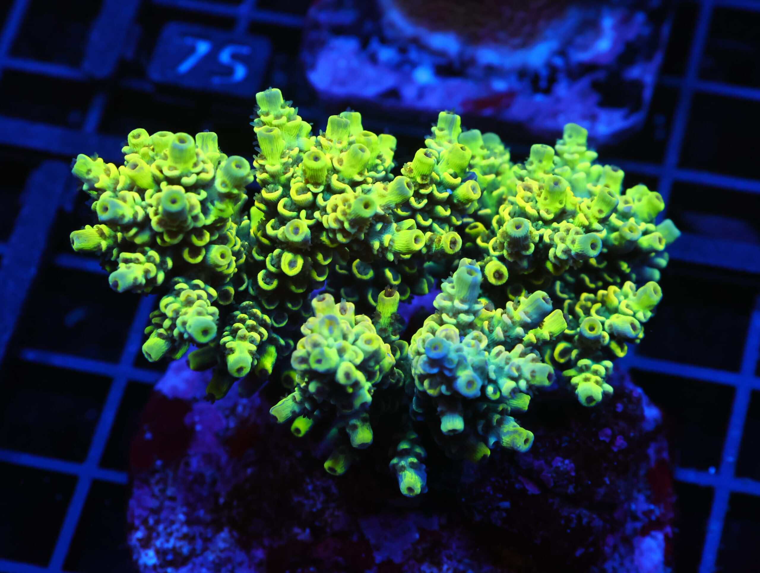 E70 - INDO ACRO YELLOW TENUIS CULTURED