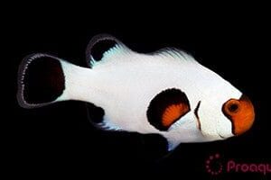 Clown: Snowflake; Wyoming White; C.B.